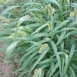 Setaria italica Habit