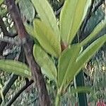 Rhododendron arboreum Leaf