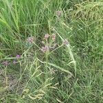 Verbena incompta आदत