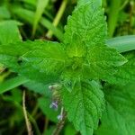 Marsypianthes chamaedrys Hoja