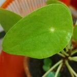 Hydrocotyle verticillata Leaf