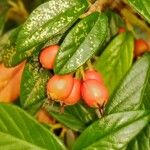 Cotoneaster franchetii Fruto