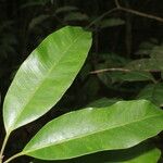 Aspidosperma desmanthum Hoja