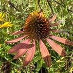 Echinacea pallidaЦвят