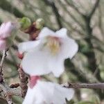 Prunus incisa ᱵᱟᱦᱟ