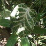 Polyscias scutellaria Blatt