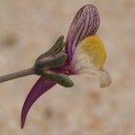 Linaria pedunculata Flor