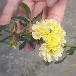 Rosa banksiae Virág