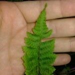 Polypodium triseriale Leaf