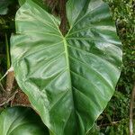 Philodendron giganteum Leaf