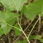 Ribes spicatum 樹皮