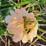 Crossandra mucronata Blomst