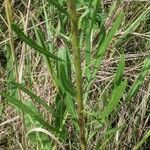 Liatris aspera Bark