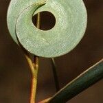 Eucalyptus lacrimans Fruit
