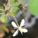 Saxifraga hirsuta Flor