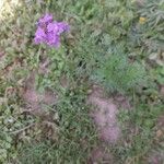 Verbena bipinnatifida Habitus