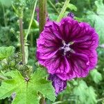 Malva sylvestrisFloare