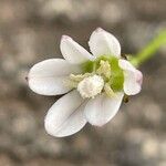 Epilobium coloratum Λουλούδι