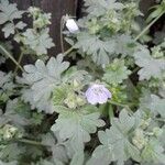 Nemophila phacelioides Лист