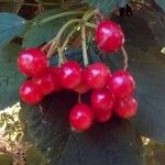 Viburnum opulusअन्य