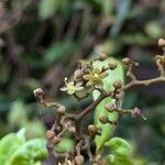 Dialium guianense Flower