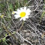 Leucanthemum graminifolium Цвят