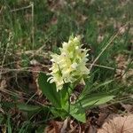 Dactylorhiza sambucinaЦветок