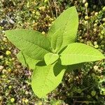 Asclepias syriacaYaprak