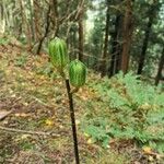 Cardiocrinum cordatum Vrucht