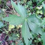 Astrantia major Blatt