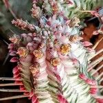 Euphorbia mammillaris Flower