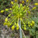 Allium flavum Blüte