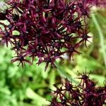 Allium atropurpureum Flower