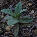 Cistus albidusLevél