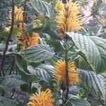 Justicia aurea অভ্যাস