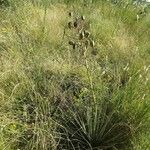 Yucca campestris Habit