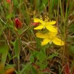 Hypericum humifusum Blüte