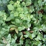 Rubus caesius Alkat (teljes növény)