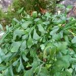 Asplenium ruta-muraria Leaf