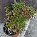 Hofmeisteria schaffneri Hoja