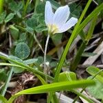 Oxalis acetosellaപുഷ്പം