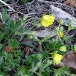 Potentilla pyrenaica Flower