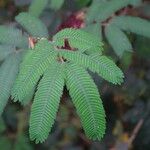 Calliandra tweediei Leaf