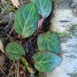 Pyrola picta Leaf