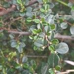 Cotoneaster microphyllus পাতা