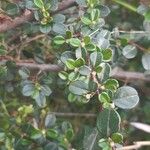 Cotoneaster microphyllus 葉