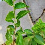 Flacourtia indica Blatt
