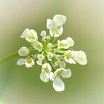 Chaerophyllum bulbosum Квітка