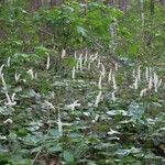 Galax urceolata Habit