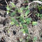 Cerastium semidecandrum Leaf